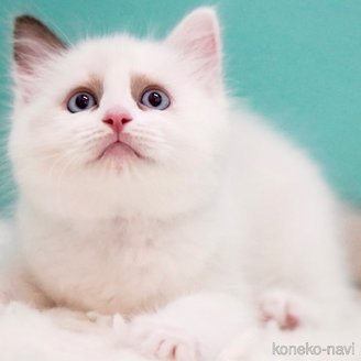 販売中の東京都のラグドール-114563の12枚目